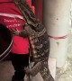 Monitor Lizard has the Munchies