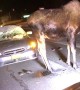 Moose Stands After Accident