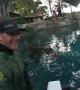 Meet the alligator so tame humans can get in the water with him