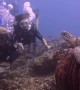 Underwater Close Encounter with a Sea Turtle