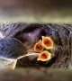 Newborn to adult in 12 days: Robins nest time-lapse