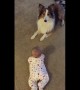 Genius dog adorably teaches baby how to roll over