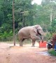 Brazen elephant steals tourists' lunch in Thai camp