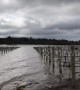 Vineyards submerged in Wine County as area floods