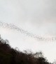 Migrating birds stun Thai locals as they ripple through the air