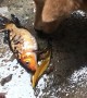 Dog Tries to Help Fish out of Water