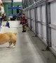 Dog and Boy Duo Make Perfect Playtime Pals