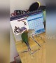 Parrot 'dresses up' by ripping up calendar to make fake tail feathers