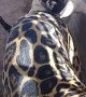 Pug Playfully Pesters Jaguar Pal