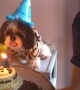 Dog Blows Out Birthday Candle on Cake