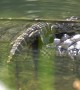 Brave tiny alligator rests on mum's back before going for a solo swim