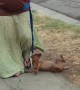 Dog Can't Even Deal with Leash