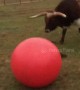 Huge longhorn bull loves playing with ball until he accidentally deflates it