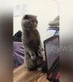 Cat stands on two legs and 'dances' by bobbing its head