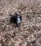 One-year-old puppy determined to play with gigantic stick in Epping Forest
