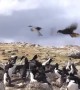 Caracara hawk attempts to steal a baby penguin from a waddle of penguins