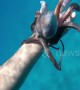 Clingy octopus won't let go of diver