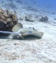 Blue Spotted Stingray Being Cleaned by Fish