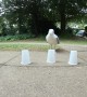 Genius seagull plays cup game and wins every time