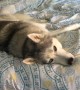 Stubborn Husky has a hard time leaving cozy bed