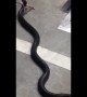 King Cobra caught in car repair shop
