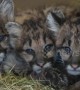 Mountain lion cubs lucky to be alive after mother killed