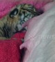 Orphaned tiger cubs fed by pig at Thai zoo