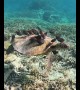 Endangered turtle gets nibbled clean by surgeonfish