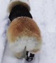Cute Corgi is Winter Ready