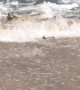 Iguana Swims in on the Surf