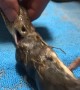Doctor Makes Snake Regurgitate Toxic Rats