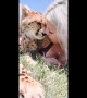 Cheetah cuddles and kisses with girl in South Africa