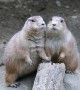 Prairie Dogs Pose for Pictures