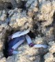 Blue Soldier Crab Scurries Along Beach