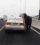 Passenger in car 'walks' horse along highway in China