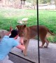 Man has showdown with lionesses at the zoo