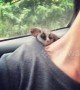 Cuteness overload! Tiny bush baby takes nap on owner's back