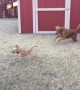 Two Dogs Love Playing!