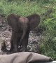 Cocky elephant calf shows buffalo who’s boss while protecting his herd