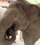 Caring elephant shows deep affection towards human friend