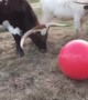 Tex the bull gets a new red ball and he loves it!