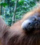 Trekkers have amazing encounter with endangered orangutans in Indonesia