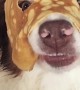 Australian Shepherd Wears a Pancake Mask
