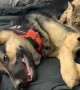 Cat Gives a Great Massage to German Shepherd