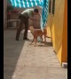 Dog hugs police office after being freed