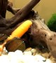 Snails Can't Get Enough of Baby Carrot
