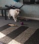 Bulldog creates mess after using table to scratch itch