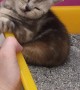 Cute Kitten Sleeps in a Strange Space