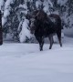 Morning Meeting With a Moose