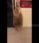 Greedy raccoon tries to steal his favourite biscuits in kitchen